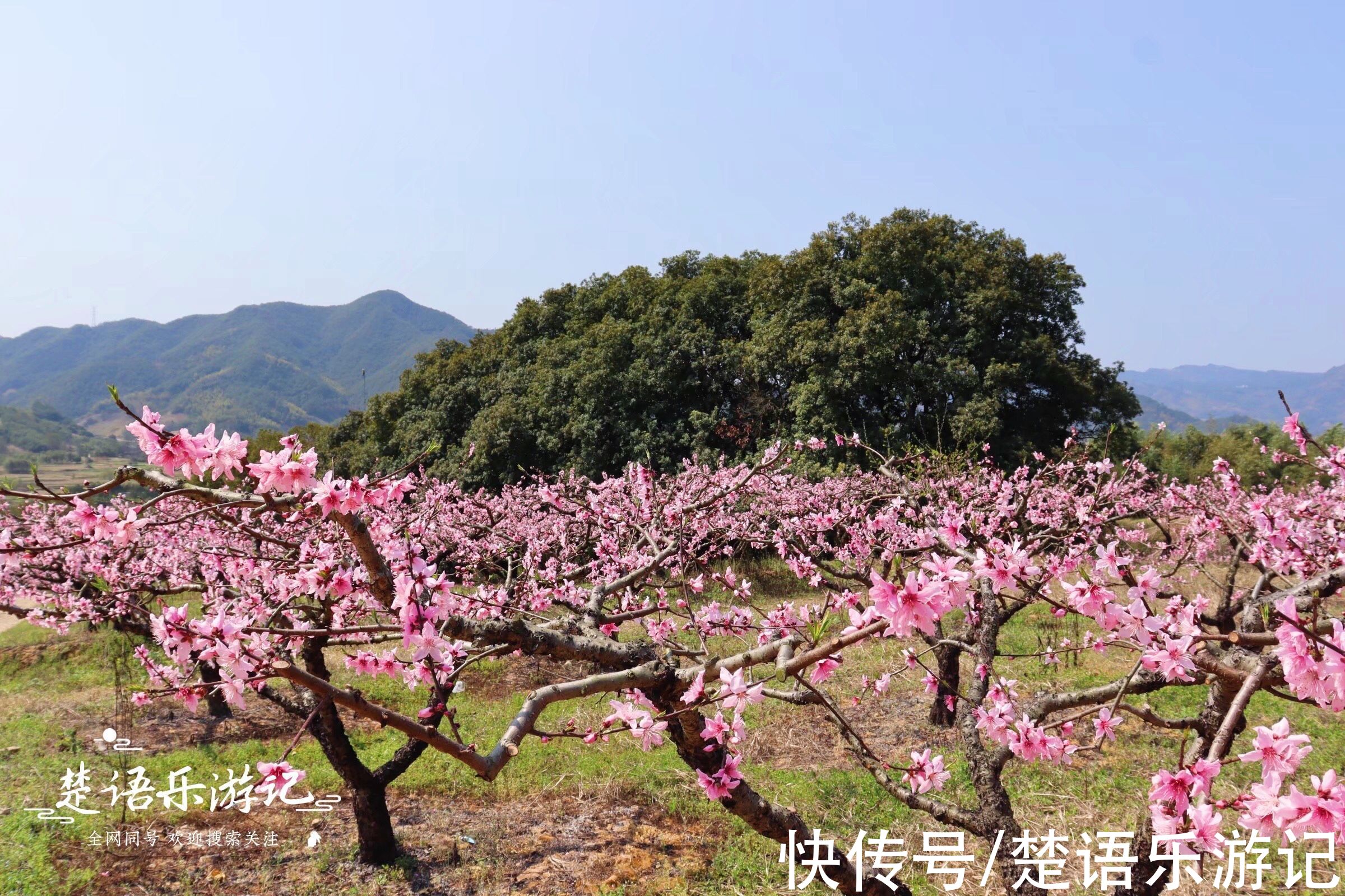 梅花谷|宁波这个古村成为网红村，梅花开时吸引游人无数，桃花盛开更精彩