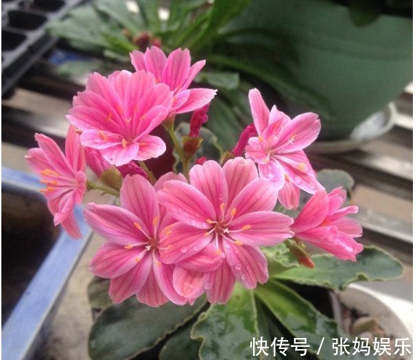 别再养绿萝吊兰了,以下盆景花美又好养,花色很绚丽,四季有花赏