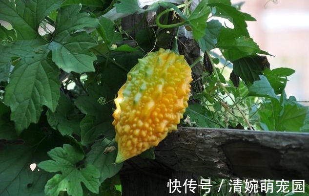 西兰花|肝不好的人，忌口“三白”，常吃“四绿”，肝一天比一天好