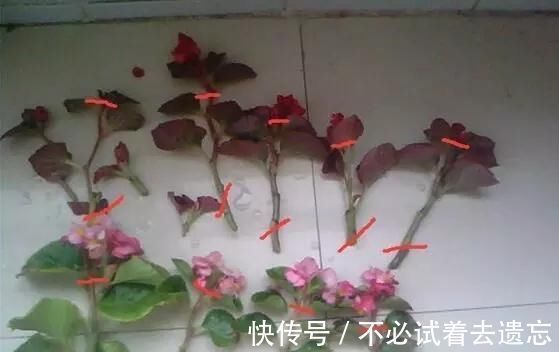 枝条|7前，这3种花最适合扦插，“养不死”易爆盆，叶绿花还多