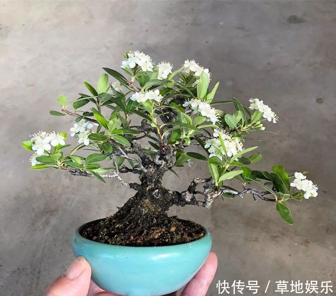 迷你的盆景艺术,小树开花