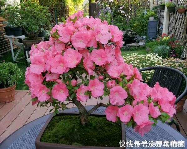 皋月杜鹃|比兰花还值得养的盆栽花，寿命长，越养越漂亮，越养越值钱