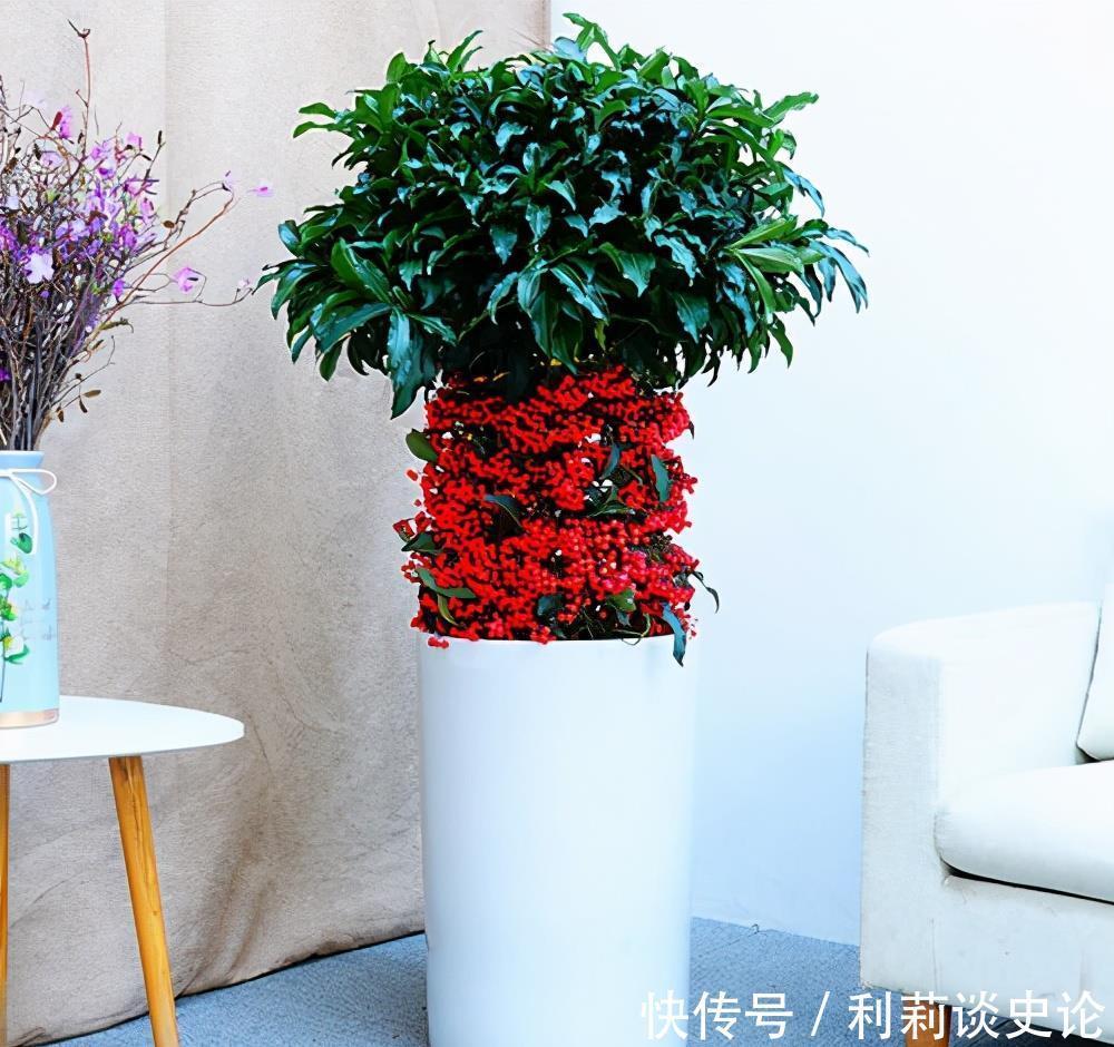红彤彤的年宵花，吉利的大盆栽，一招做不对，稀里哗啦黄叶子