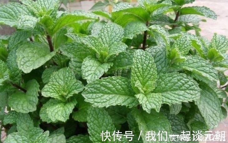 芦荟|最吸“油烟”的花,厨房养2盆,漂亮又净化空气,还能蹭蹭长!