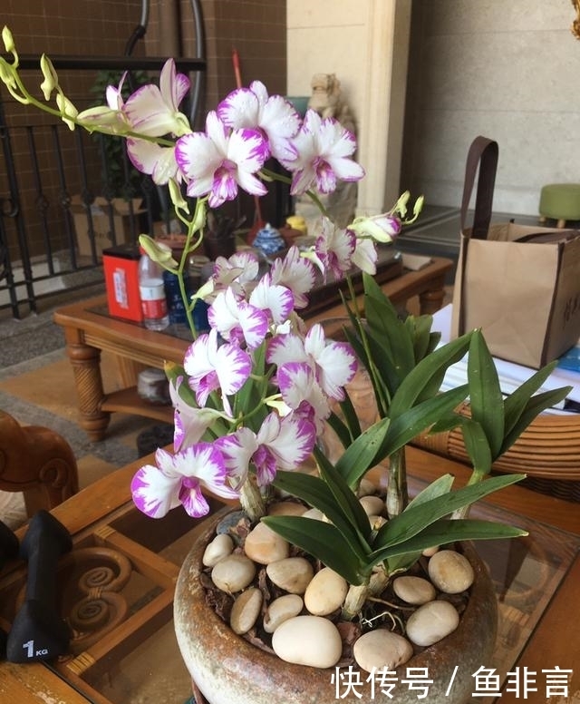 13种耐阴花卉，光照不足也能生长旺盛，开花茂密