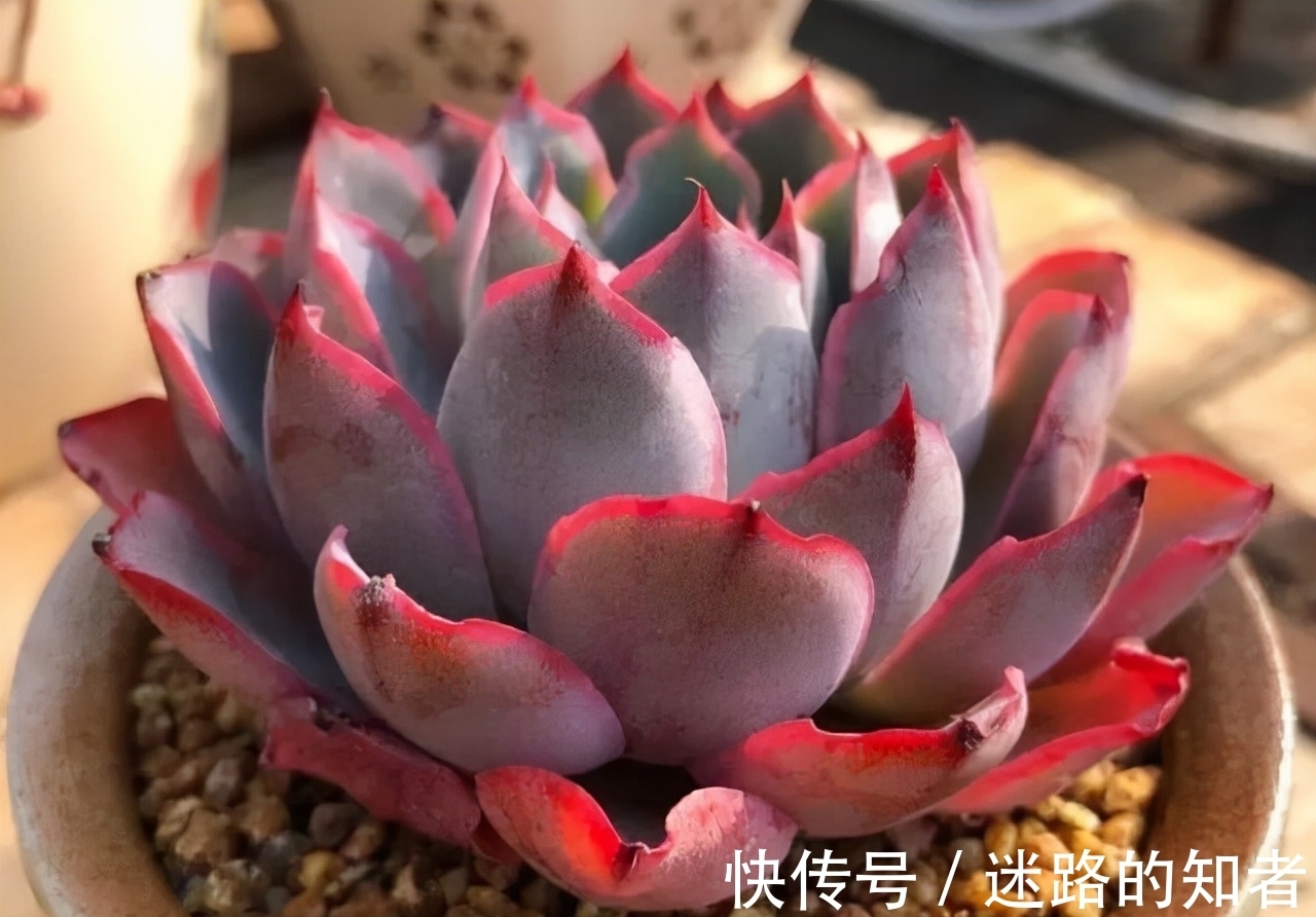 仙气十足的3款多肉,号称薄叶三仙,适合室内养护的也就广寒宫了