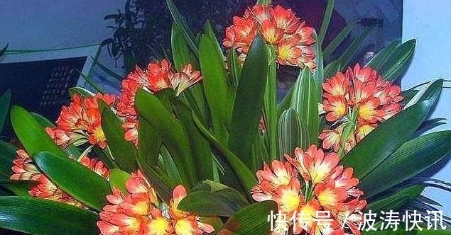 根系|想要繁殖君子兰,这“两种”方法最靠谱,用错方法,只会“徒劳”