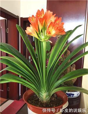 空气|12种“健康花”,家里没太阳,照样长爆盆,贵气漂亮,旺家又养人