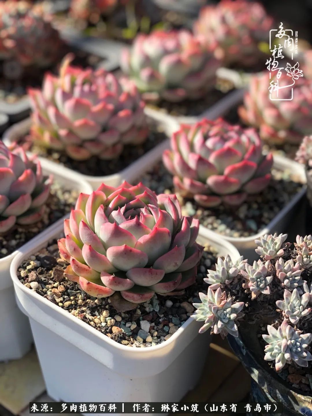 多肉|有史以来最厉害的一场寒潮，治好了我养多肉这些年的“坏毛病”