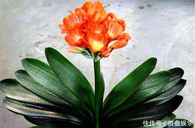 光照|君子兰有“4怕”,难怪叶子长歪还夹箭,学会了叶片光亮顺利开花