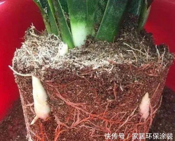 移栽|养花换盆换土知识点:夏季给这4种植物分株移栽,注意别伤根