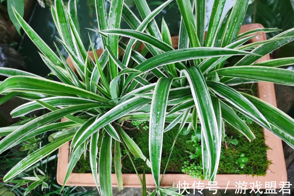 养好吊兰,3个方面不能少,郁郁葱葱、小吊兰很多、能开花