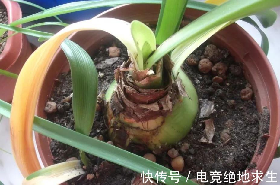 栽种|低温冷藏过的朱顶红,搁桌上都能自然开花,为什么就你养得不开?