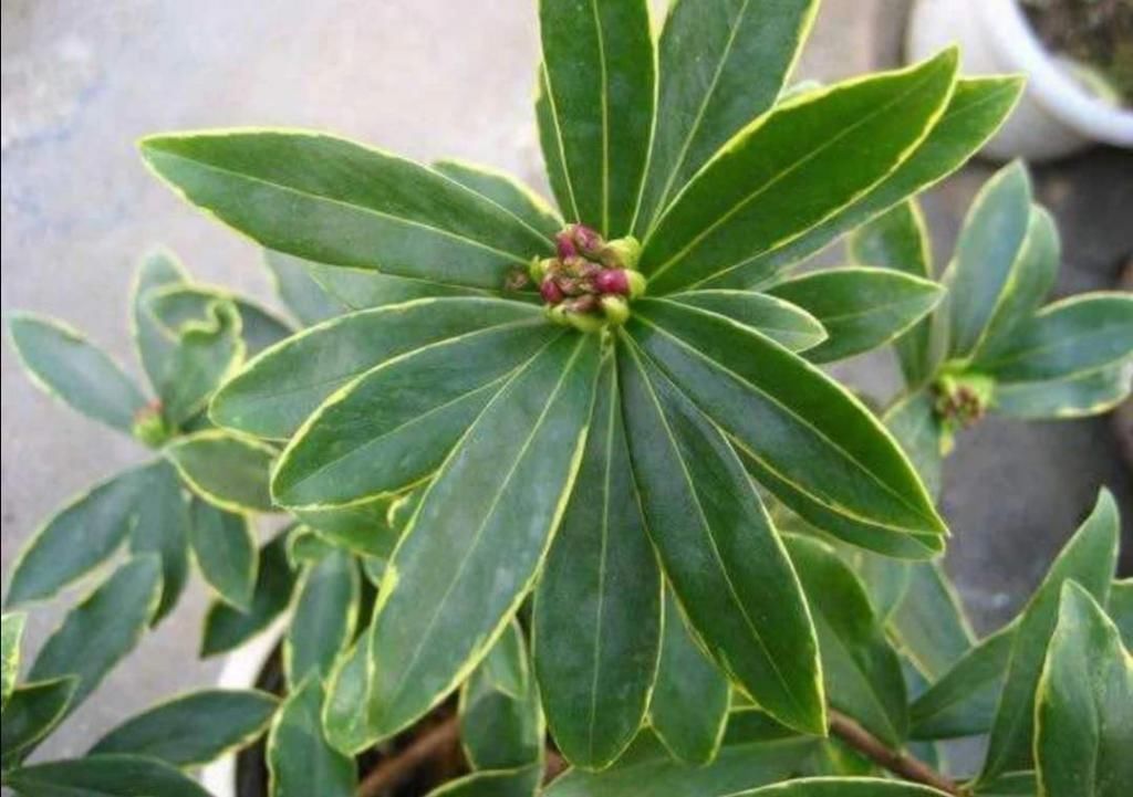 花朵|2种花特别适合冬天养,天气越冷花朵越鲜艳,状态比春天的花都美