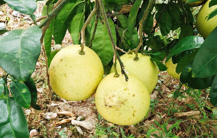  才能|柚子怎么切？怎么才能挑到一个好的柚子