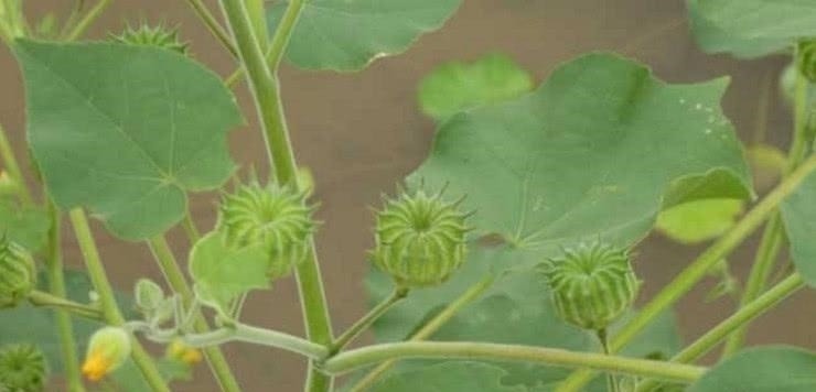 磨盘草|乡下不起眼的“野草”,却是不可多得的中药,城里人高价难求!