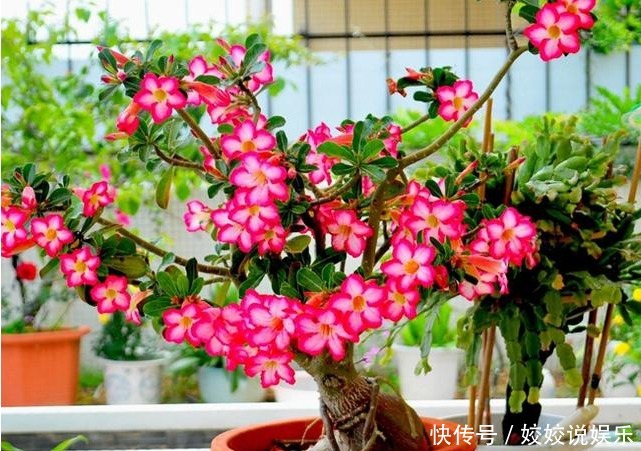 随便折腾,一个月不浇水都死不了的四种盆栽植物!