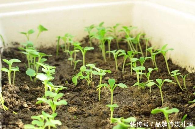 称为|草木灰为何被称为万能神物,古人是如何变废为宝的