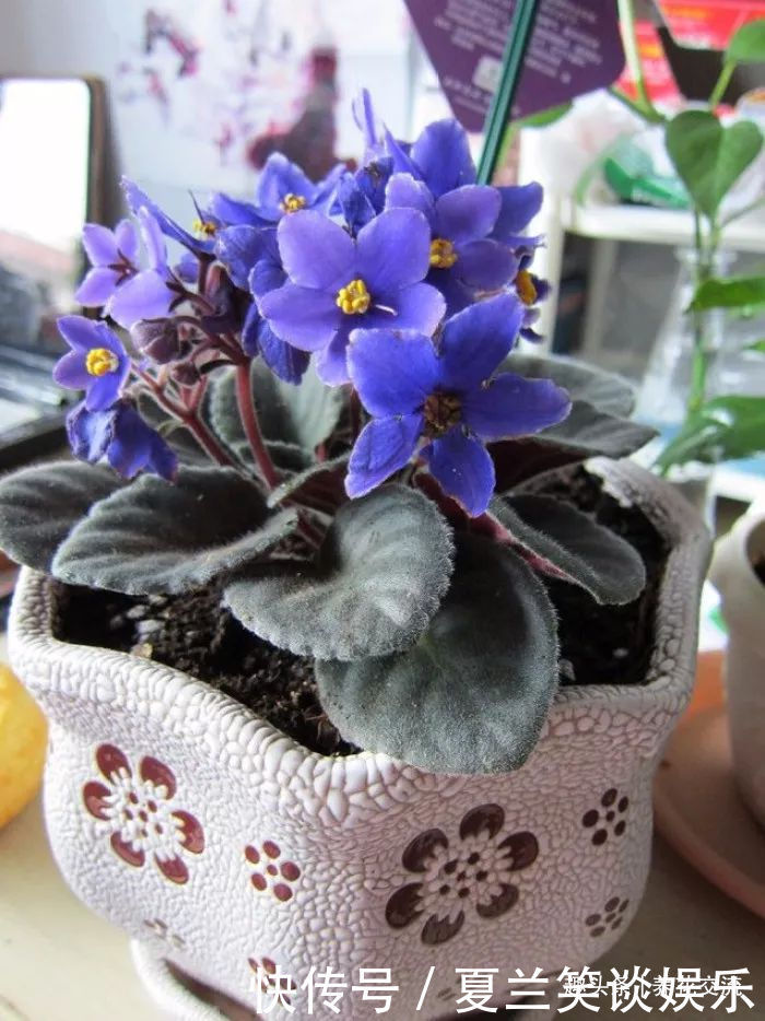 养护|6种特别怕热的花卉,度夏要多注意几点,夏天容易挂,养护要谨慎