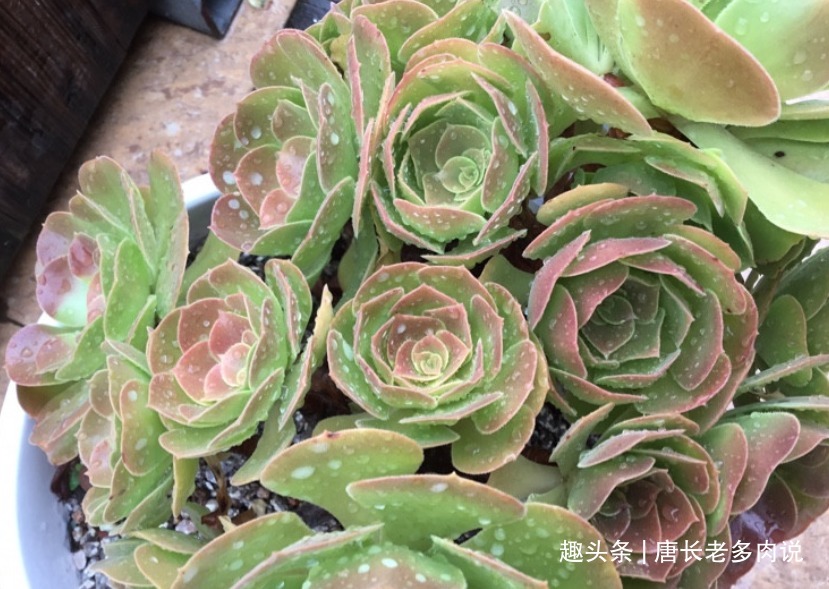 叶片|多肉荷兰玫瑰法师和韶秀法师都能长成玫瑰状，你喜欢哪个品种呢