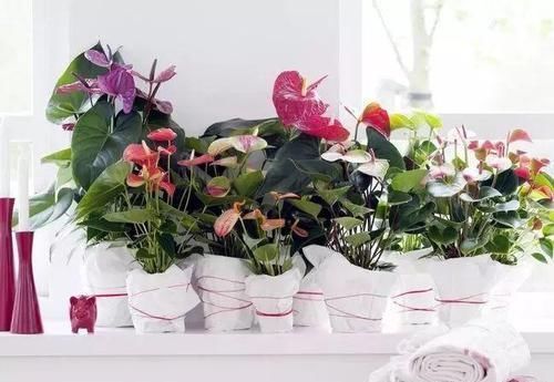 角落|17种适合生长在弱光处的室内植物,可以摆放在家里的任何角落