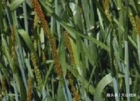 麦娘|农田里有种“小香肠”植物,农民过去痛恨,如今却拿来治脚气