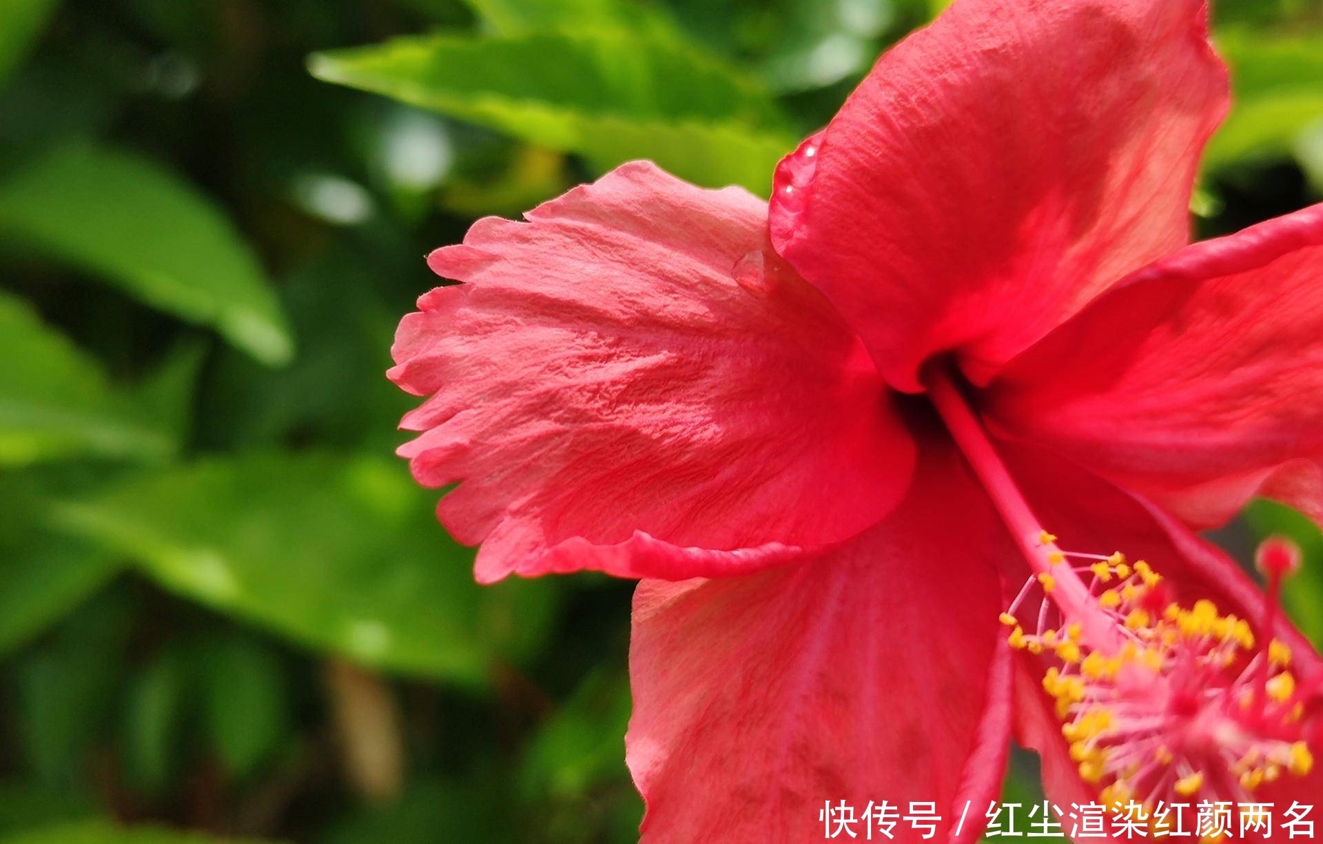 像素超|都是超大杯影像旗舰,vivo和华为到底谁更出色?