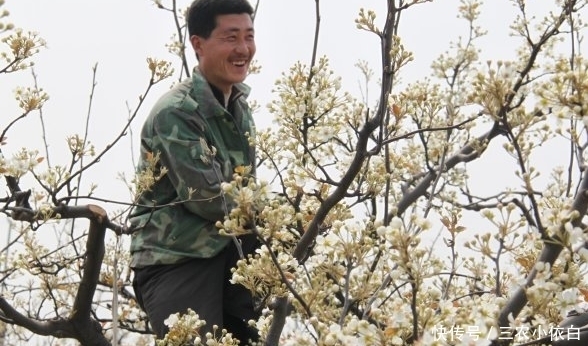  果实|这种果树的花经常被丢掉，不知道它的功效，其实比果实还贵