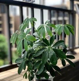 4种“招财花”，喜不喜欢都要养，家里放一盆，财运自己送上门