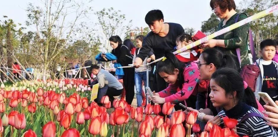 湖北省春季十大赏花游之“花漾芳菲满园，斑斓郁金香游”！