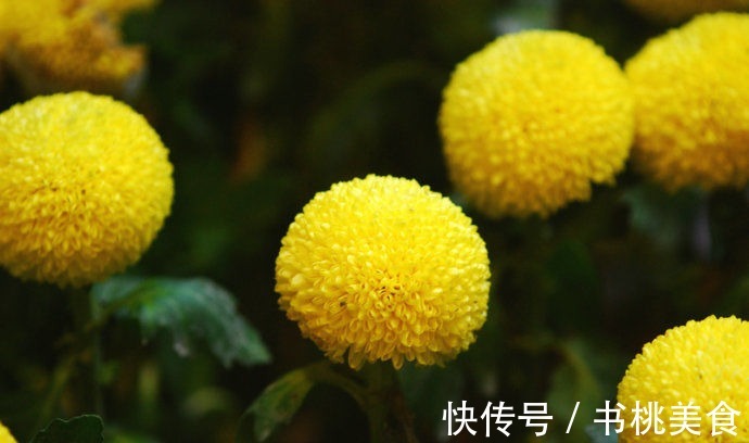 云胡不夷|喜欢养花,不如养盆“十大名花”菊花,开花爆盆好养活,艳压群芳