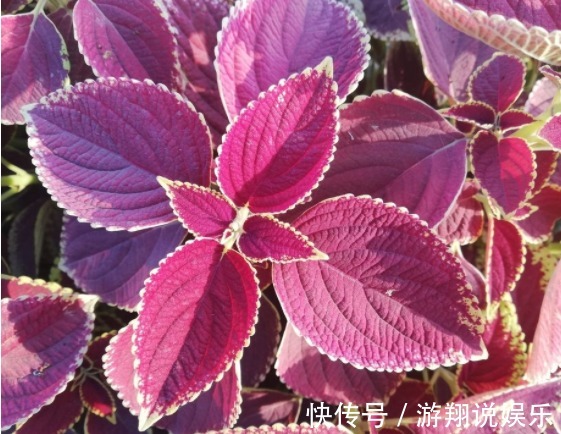 存活|喜欢养花,不如养盆金鱼草,好养易存活,轻松爆盆,花朵蹭蹭地冒