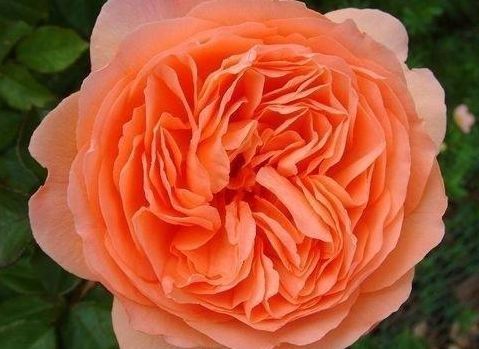 4种花超漂亮,惊艳四座,花朵大,浇水越多开花越多,美爆