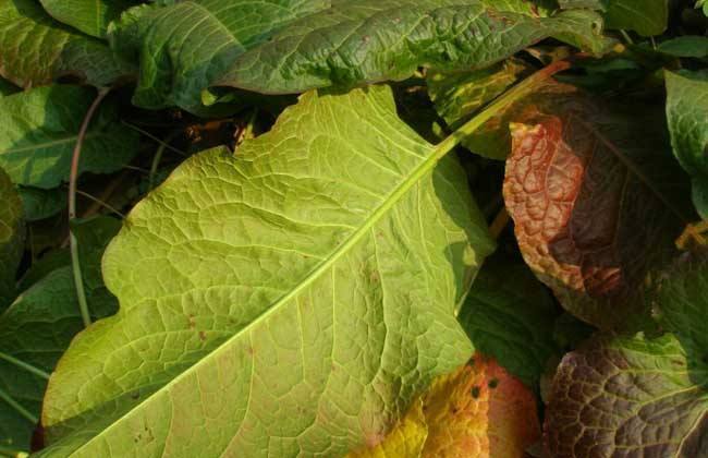 大黄菜|女性月经少,莫慌!多食此物,远离妇科病,排子宫污血