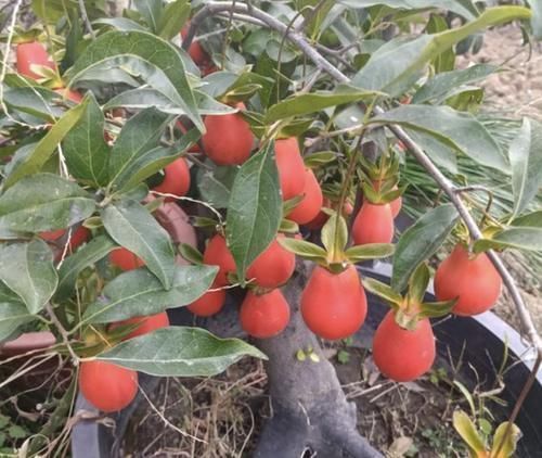 “1种树”不怕寒冬,在12月份中旬种植,6年后就值钱,观赏价值高