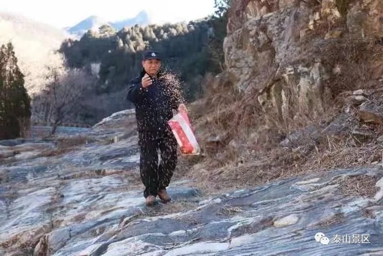 野生|人工投食万斤“冬粮”助泰山鸟儿越冬