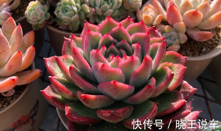 吉娃娃|好看好养,度夏无忧,能够养出自信的十款多肉植物推荐