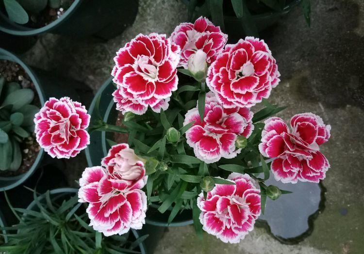 仙气十足的几种花卉,花姿妖娆,四季繁花似锦,美极了