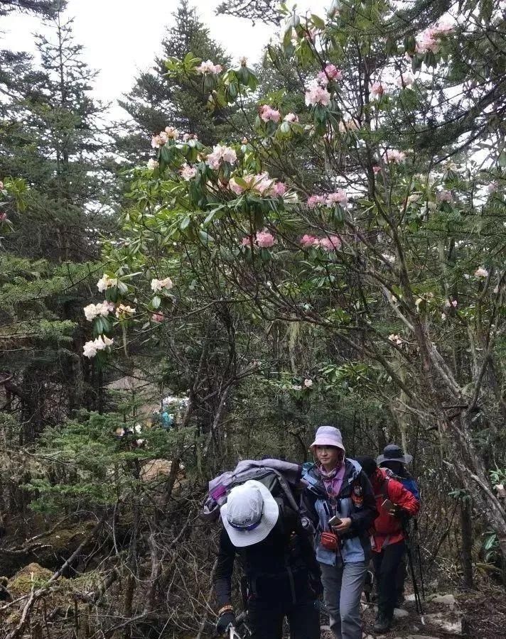 来林芝赏绝美的高山杜鹃花~赶紧带上相机去拍大片吧！