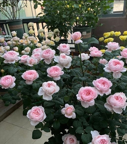 漂亮|4种漂亮花,开完花剪一波,旁边冒侧芽,下一茬花更多