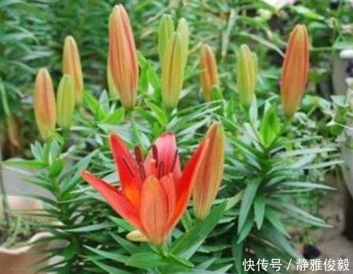 这几种花最适合阳台养,开花漂亮真好养,花香好闻飘满屋,花美心情好