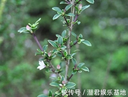 六月雪|农村人称“白马骨”的野草,全身是宝,对风湿有良效,被广泛种植