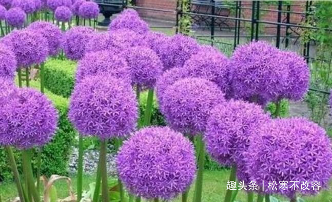 半阴性|几款艳美的花卉,花大色艳花期长,花苞轻松开满枝,繁花似锦!