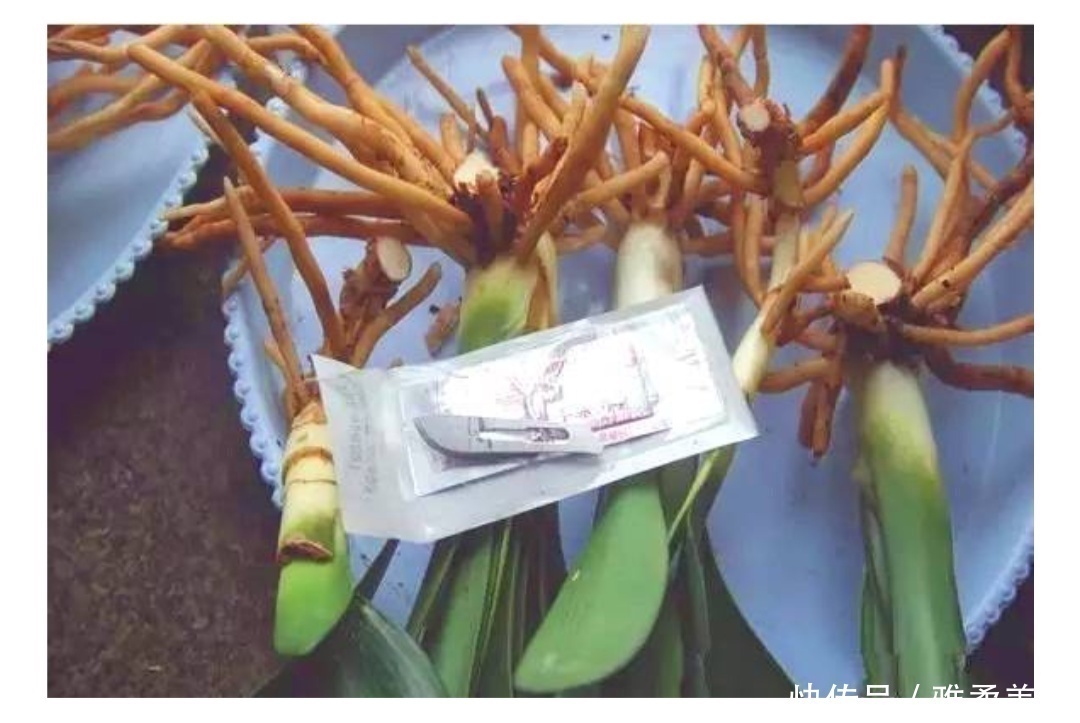 消毒|君子兰根部冒出小芽怎么办只需5个步骤,一盆变多盆很简单