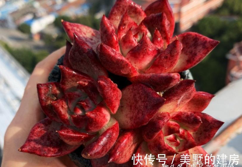 叶片|美若红颜，甜如蜜语——多肉红颜蜜语不好养？我养过后不这么认为