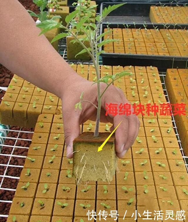 老妈如今在家种菜不用土了!海绵剪剪插蔬菜苗,天天吃菜不花钱!