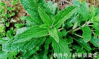 痔疮|生长在农村的野草,长的虽丑,却可以止咳消炎,治咽炎,疗痔疮