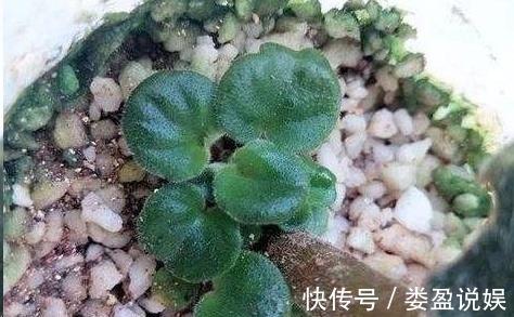 长寿花|别再浪费钱买花了，这些花掰片叶子就能长一大盆，省下好多钱！