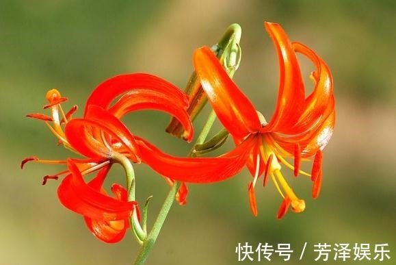养百合,就养“山丹花”,颜色艳、花量大,半月不管,照样爆满盆