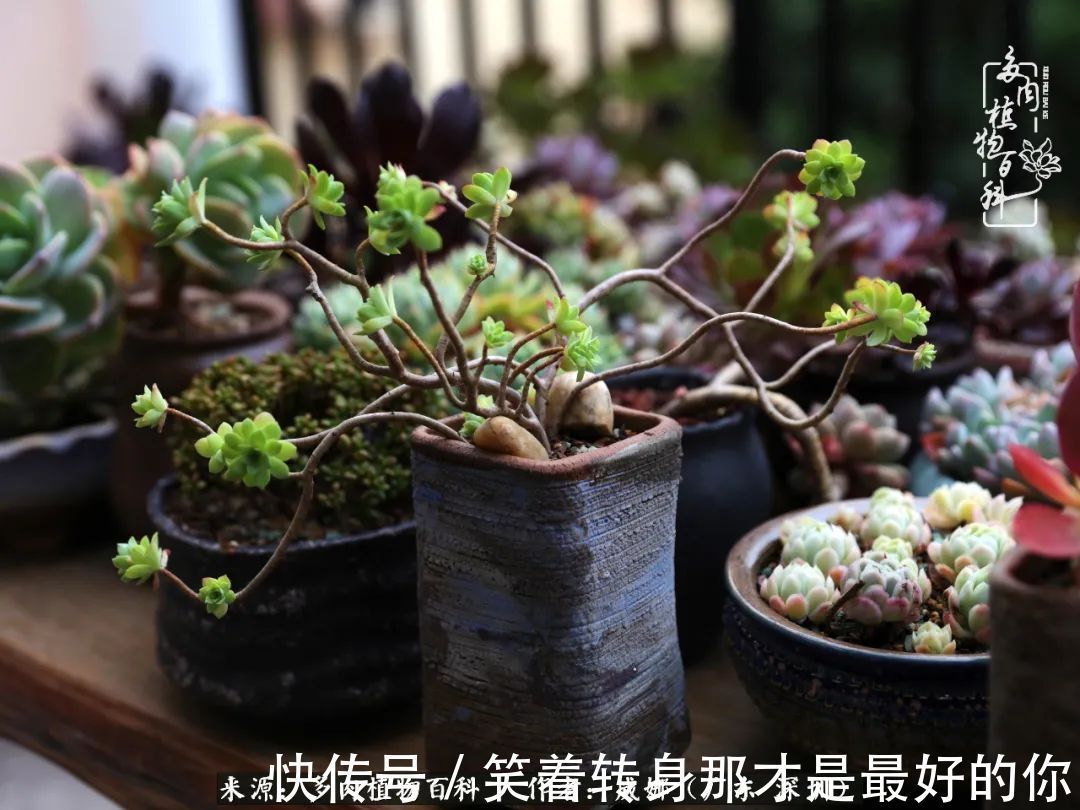 曾经的美肉，谢谢你们都惊艳过时光，谢谢你们都陪过我！